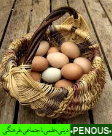 The Basket Of Eggs