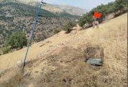 دستگیری صیاد متخلف سهره طلایی در پاوه