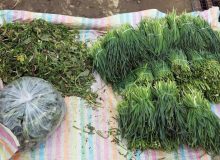 طعم گس گیاهان بهاری بر سر سفرە کردستانی‌ها
