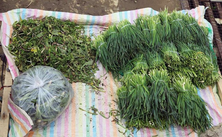 طعم گس گیاهان بهاری بر سر سفرە کردستانیها